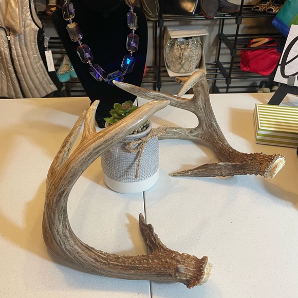 🦌 5+ Point Matchin White Tail Antlers, one tine is broken - Picture 2 of 6